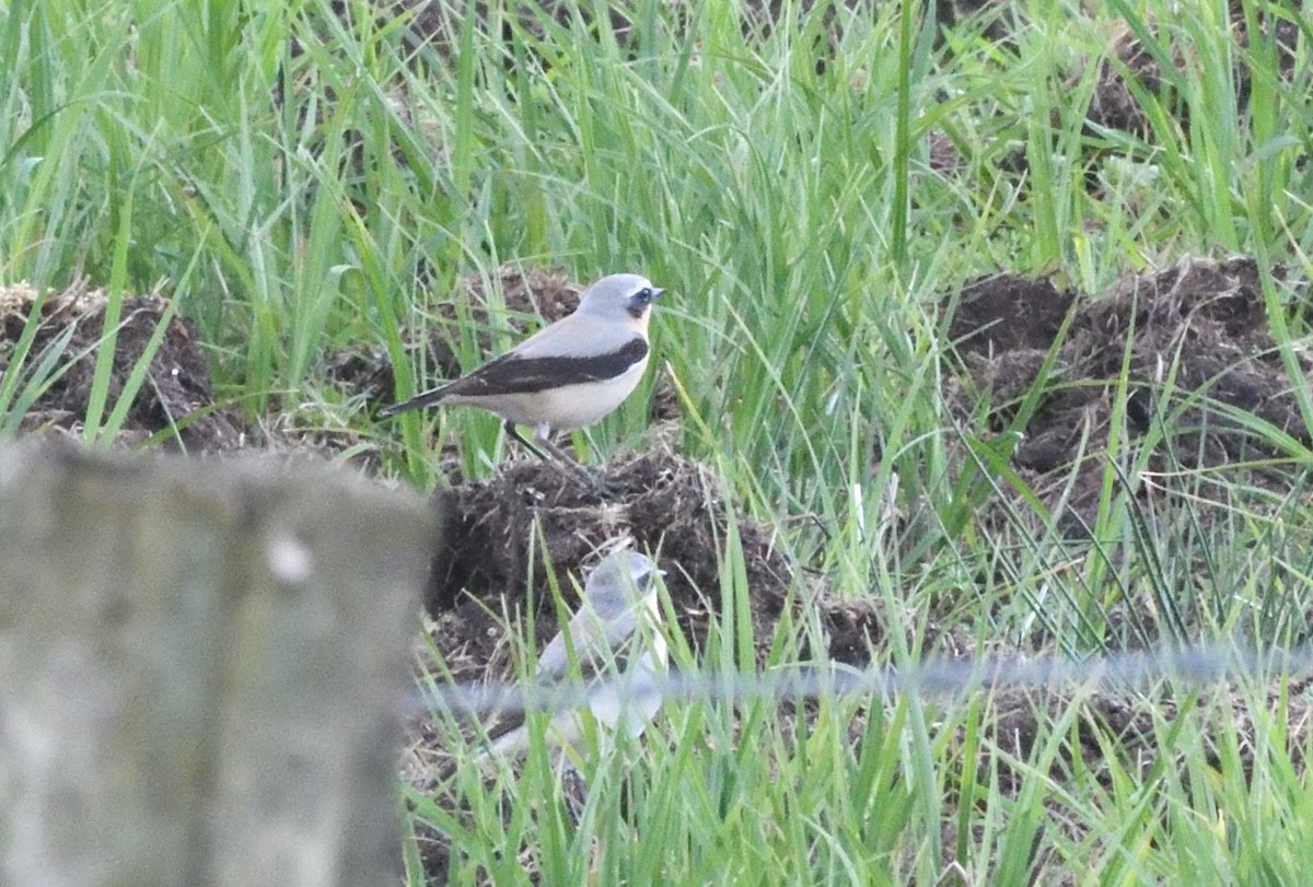 Northern Wheatear - ML642935350