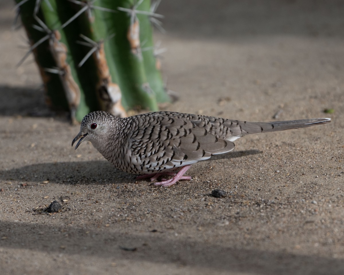 Scaled Dove - ML642935358