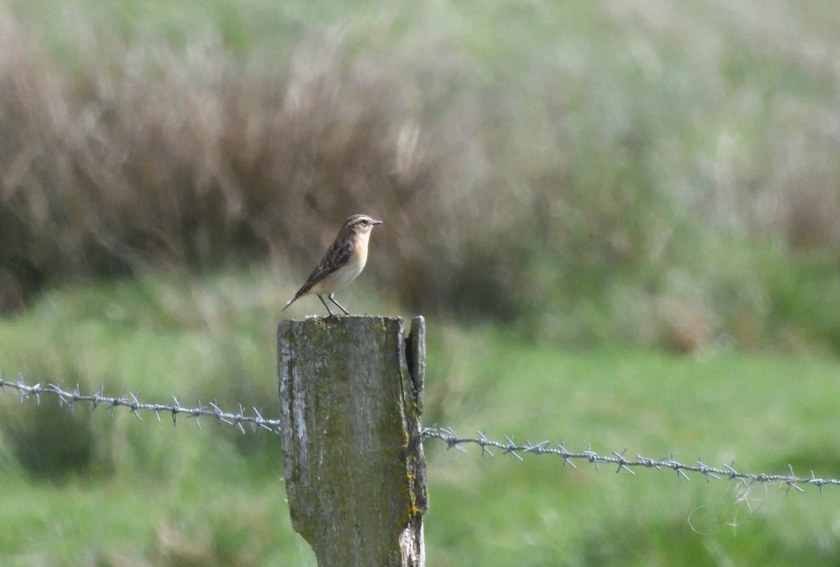 Whinchat - ML642935364