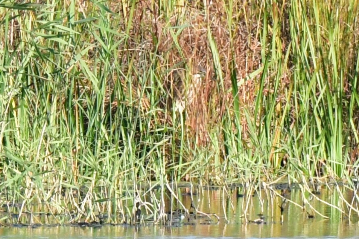 bukač severoamerický - ML642935365