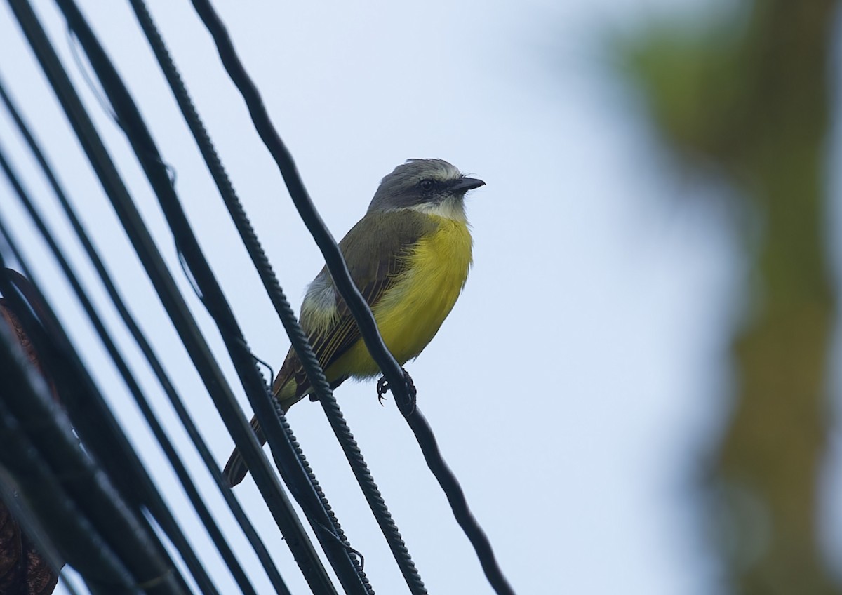Gray-capped Flycatcher - ML642935366