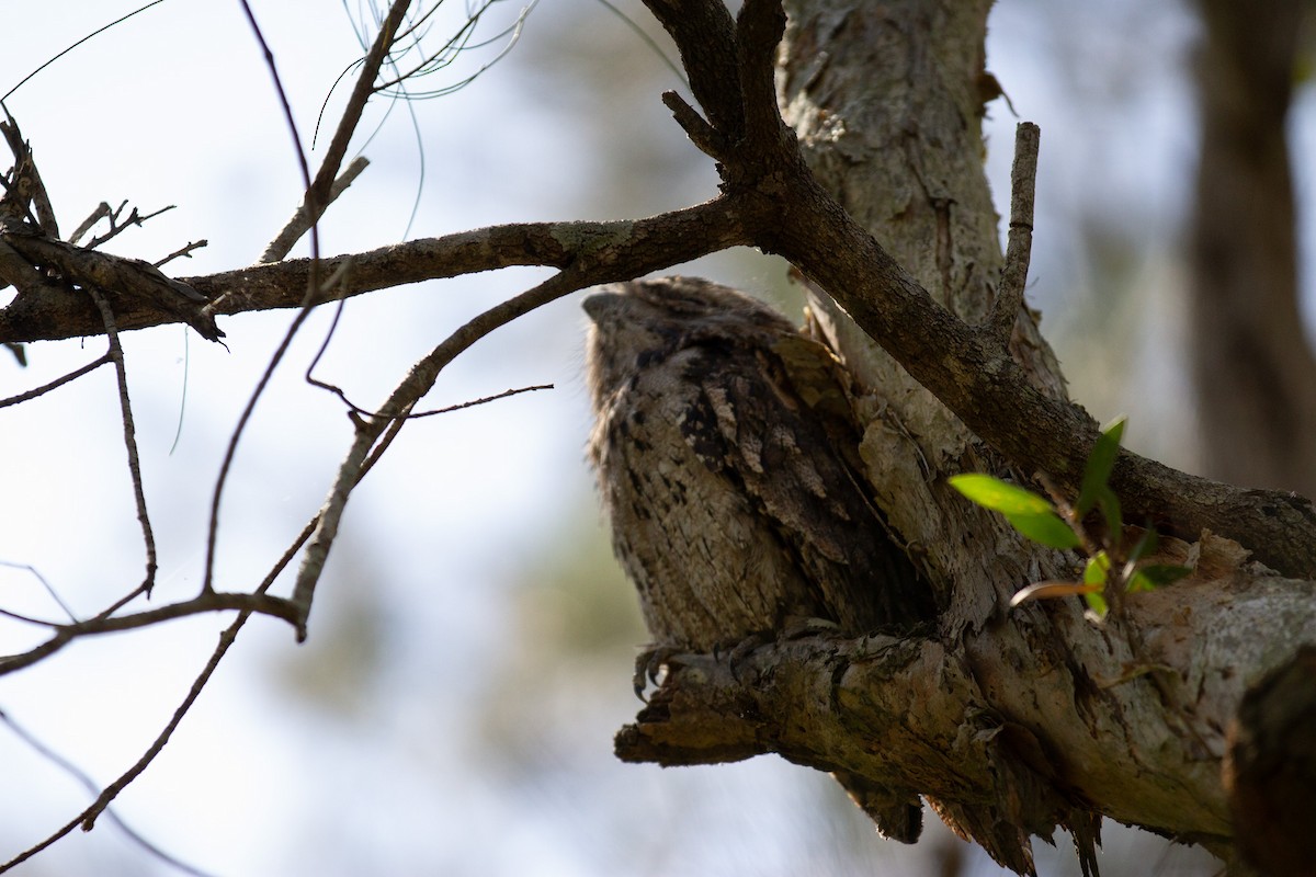 Tawny Frogmouth - ML642935374