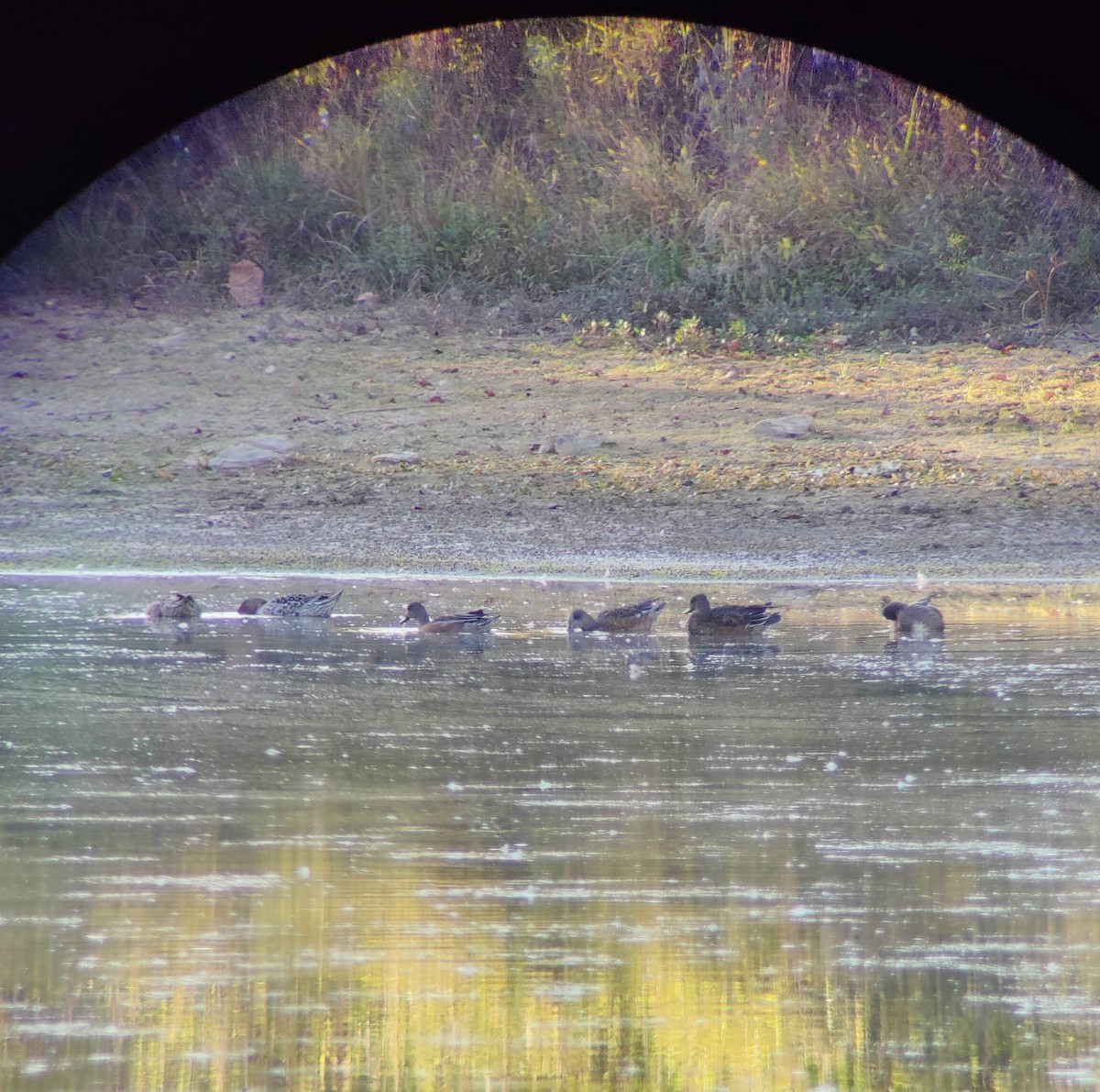 American Wigeon - ML642935375