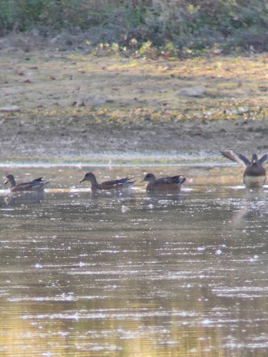 American Wigeon - ML642935376