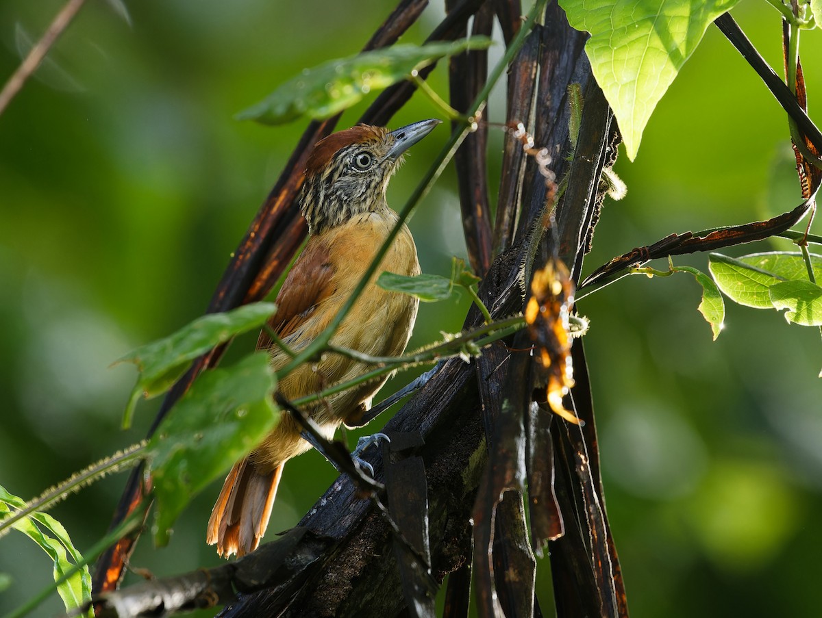 Barred Antshrike - ML642935377