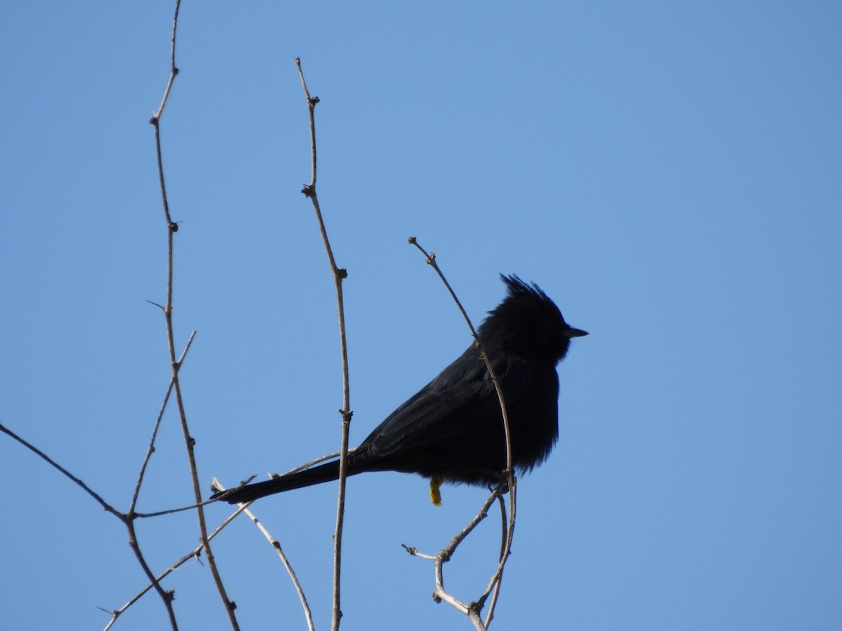 Phainopepla - ML642935378