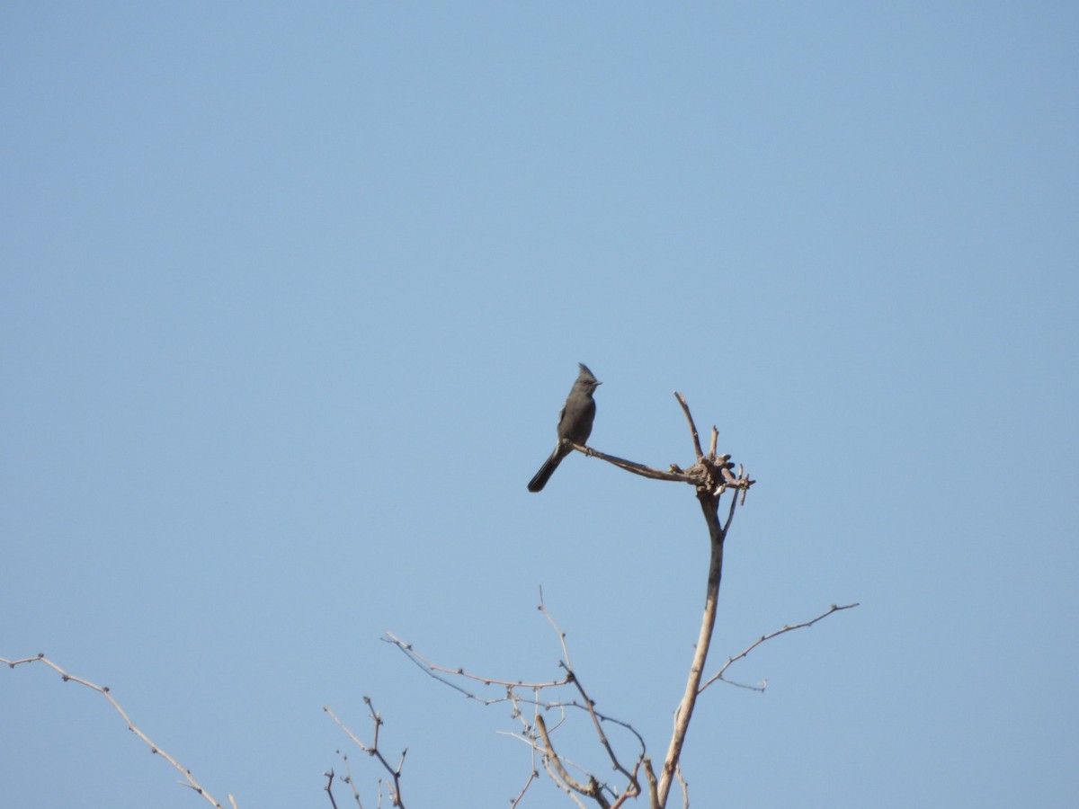Phainopepla - ML642935381