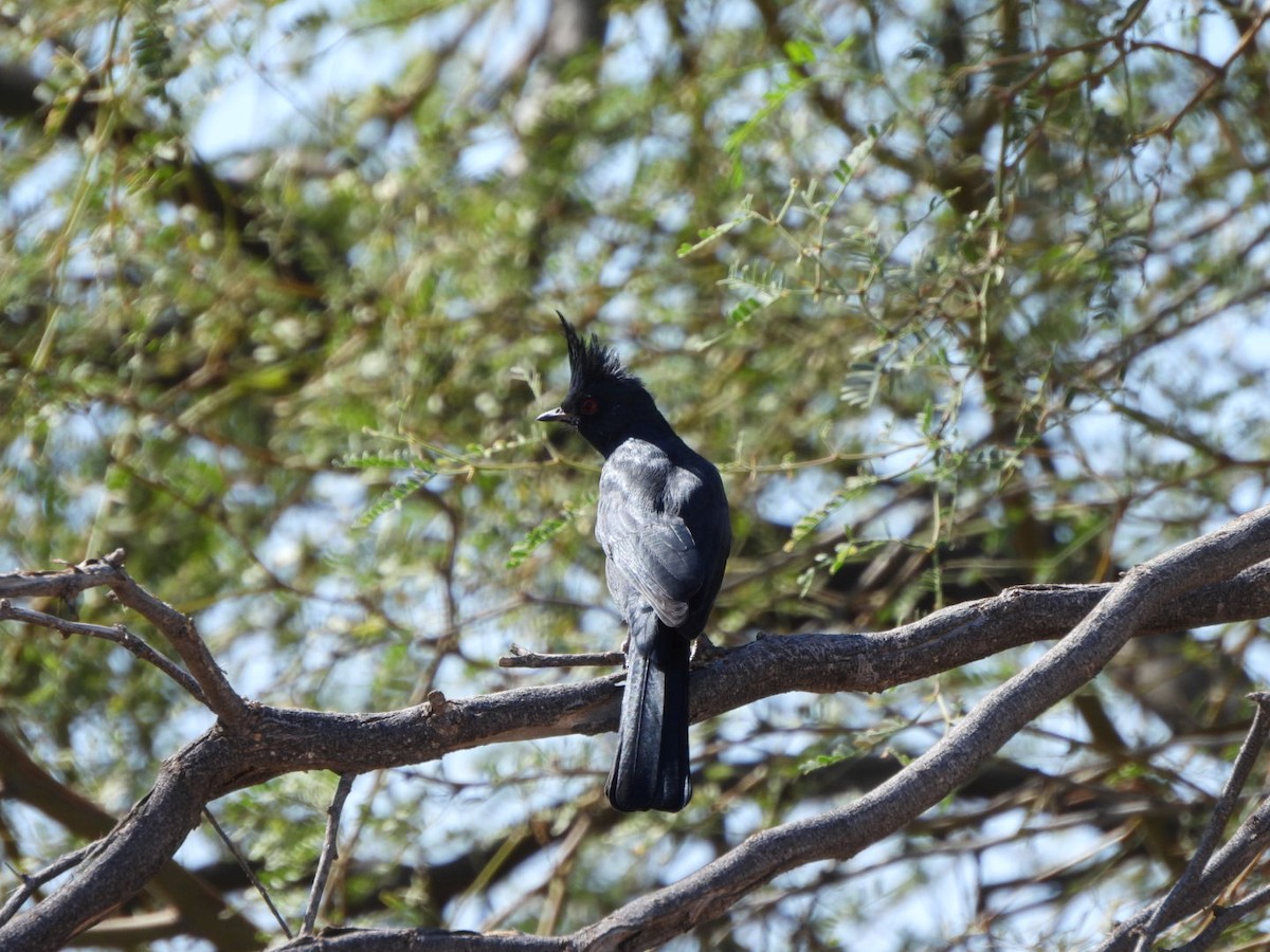 Phainopepla - ML642935382