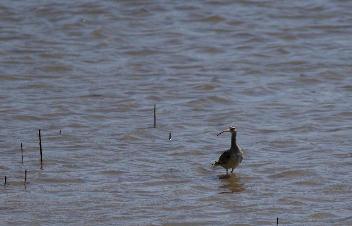 Far Eastern Curlew - ML642935387