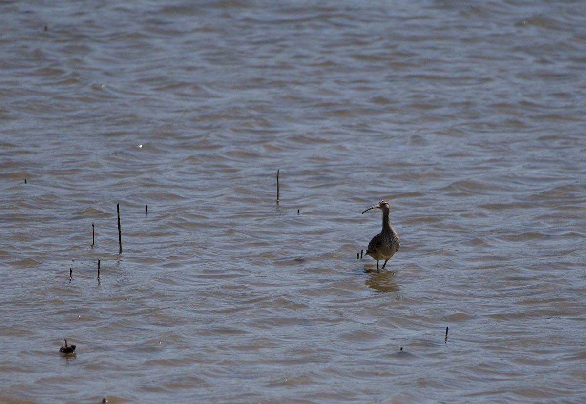 Far Eastern Curlew - ML642935388