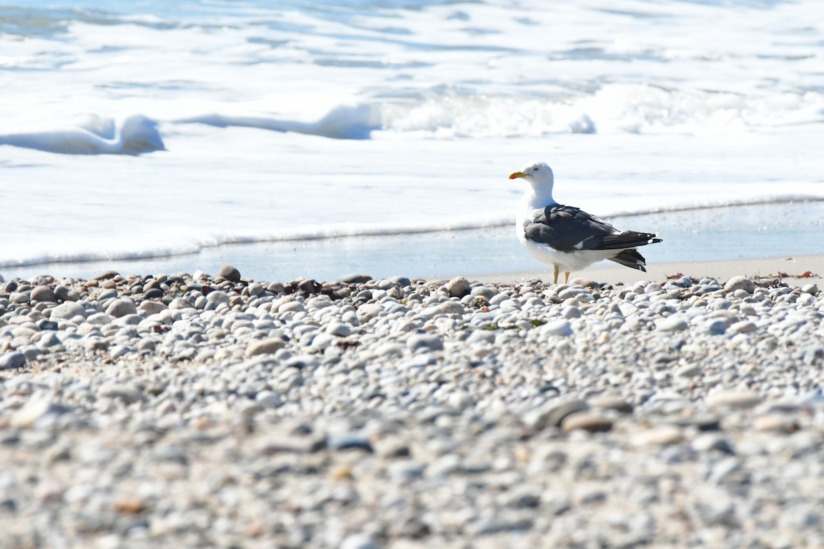 racek žlutonohý - ML642935391