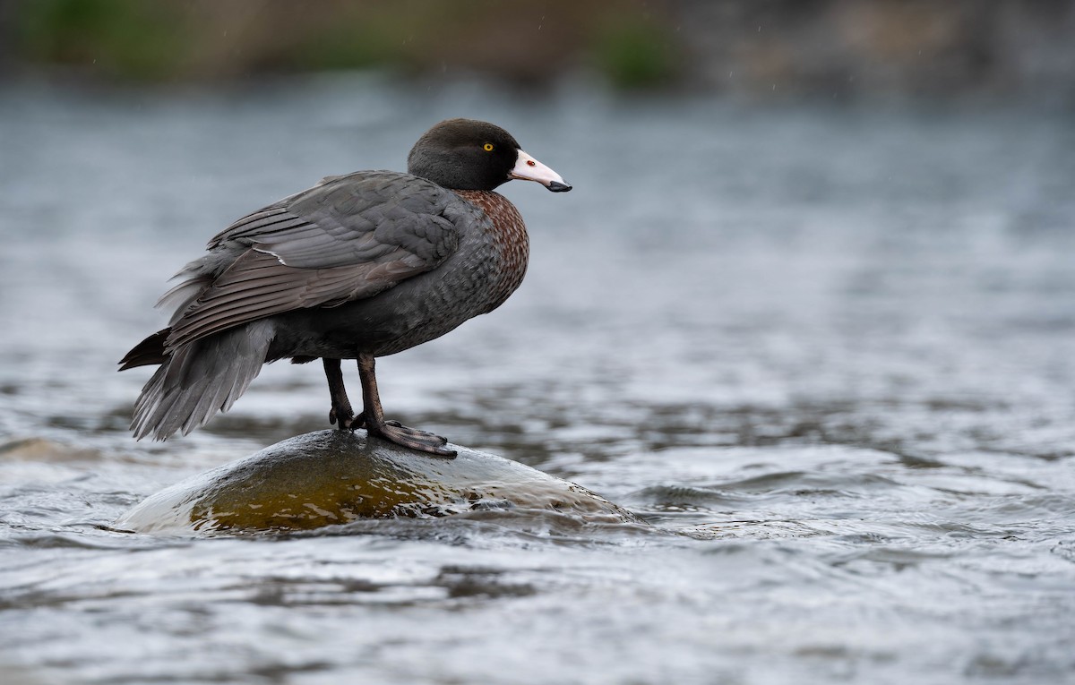 Blue Duck - ML642935393