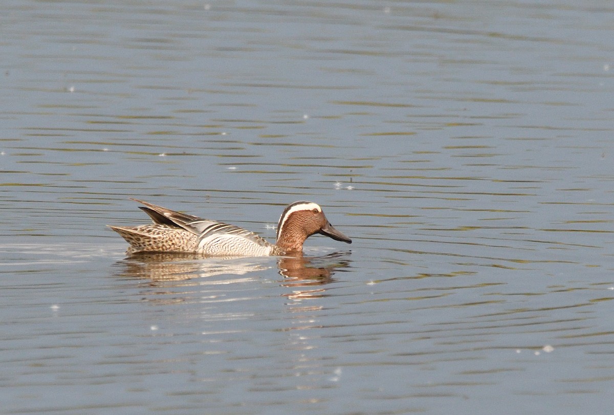 Garganey - ML642935396