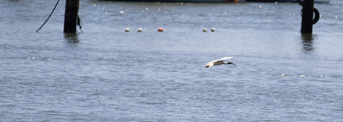 Australian Ibis - ML642935399