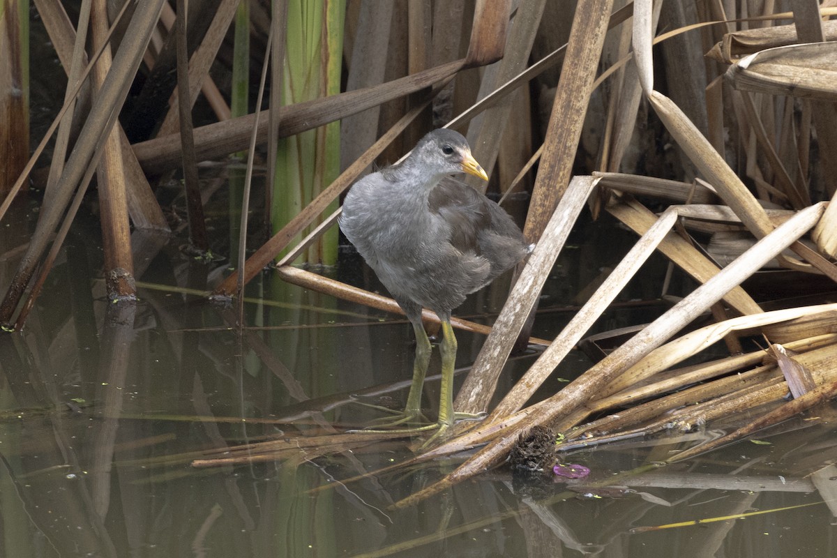 Common Gallinule - ML642935402