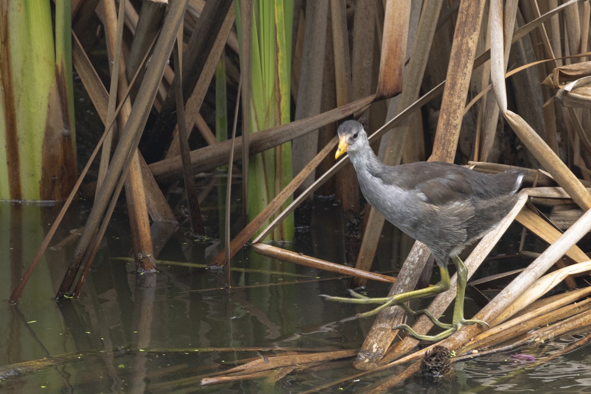 Common Gallinule - ML642935403