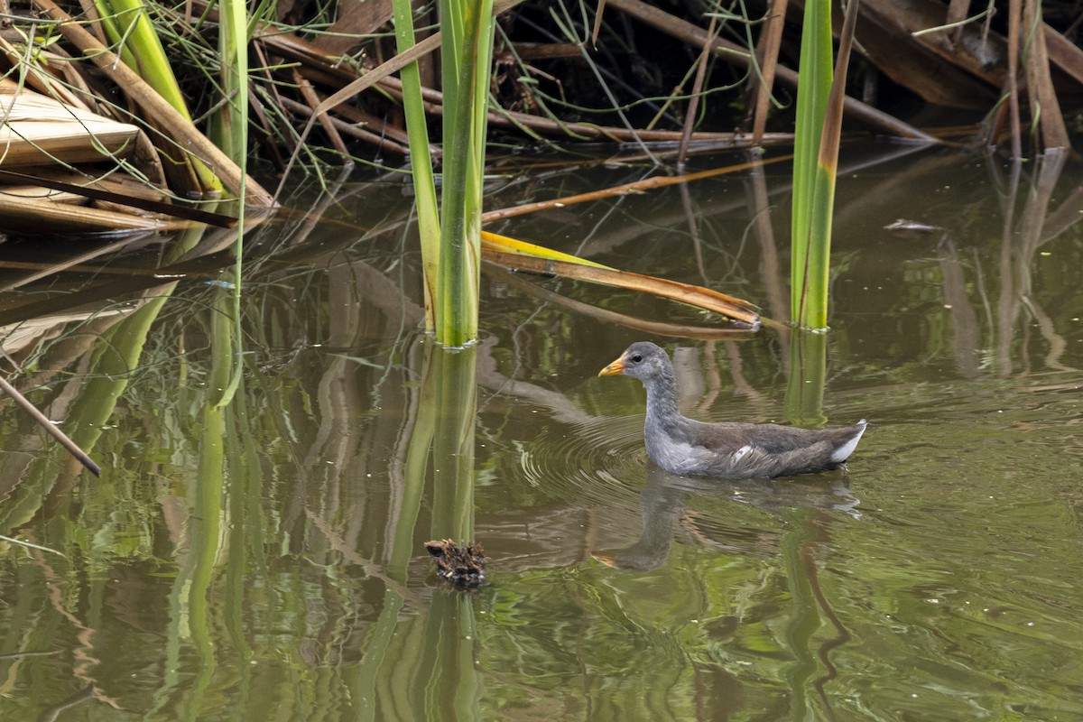Common Gallinule - ML642935404
