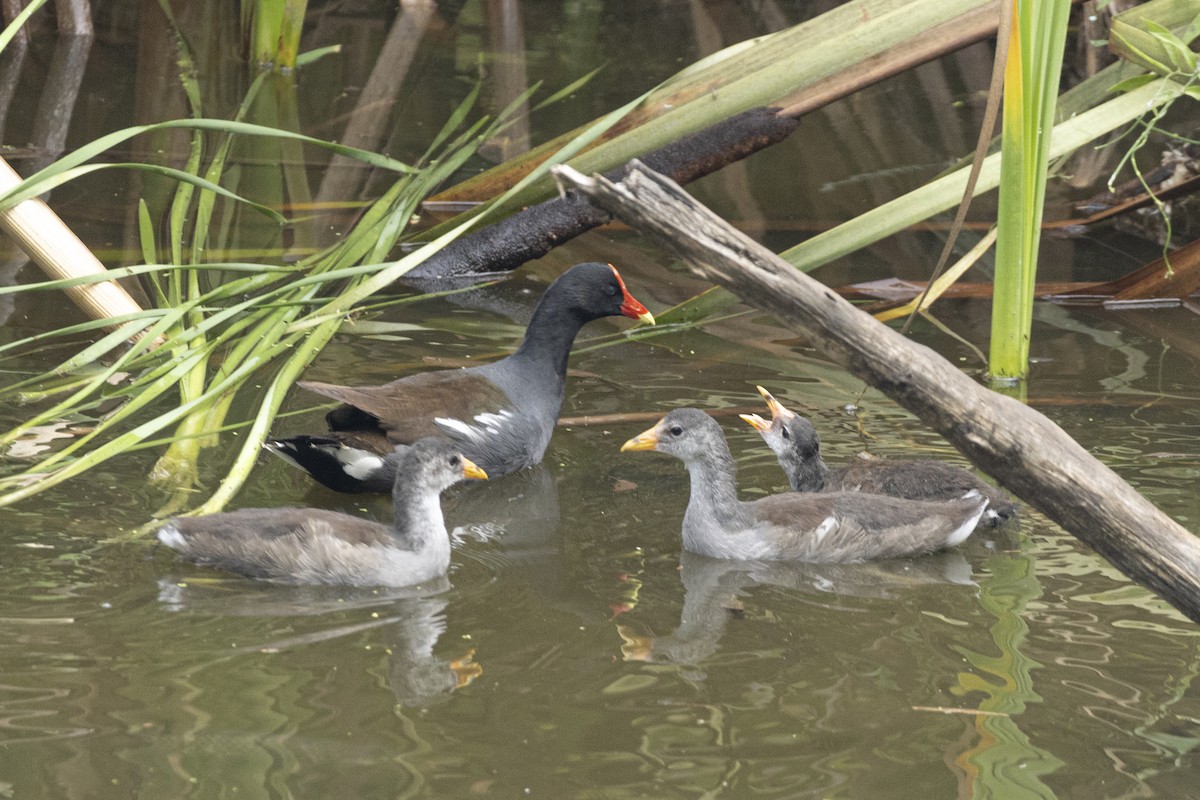 Common Gallinule - ML642935405