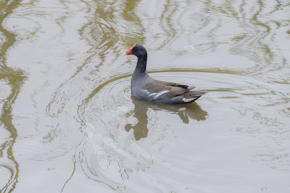 Common Gallinule - ML642935406