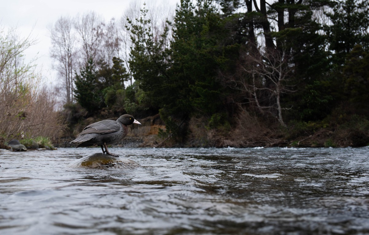 Blue Duck - ML642935407