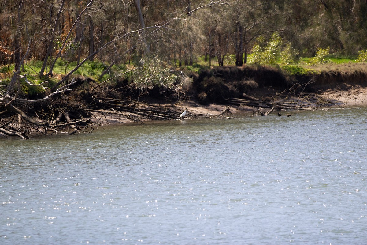 white egret sp. - ML642935408