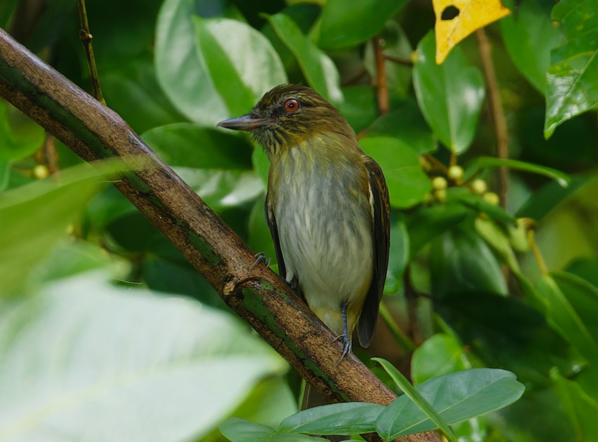 Bright-rumped Attila - ML642935411