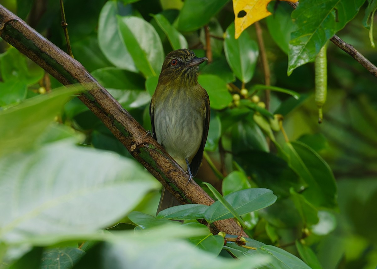 Bright-rumped Attila - ML642935413