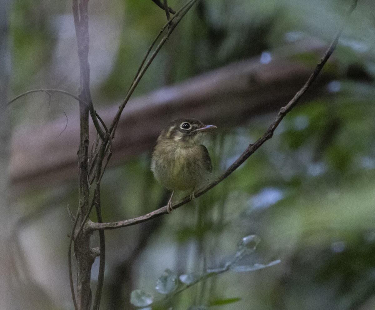 Russet-winged Spadebill - ML642935422