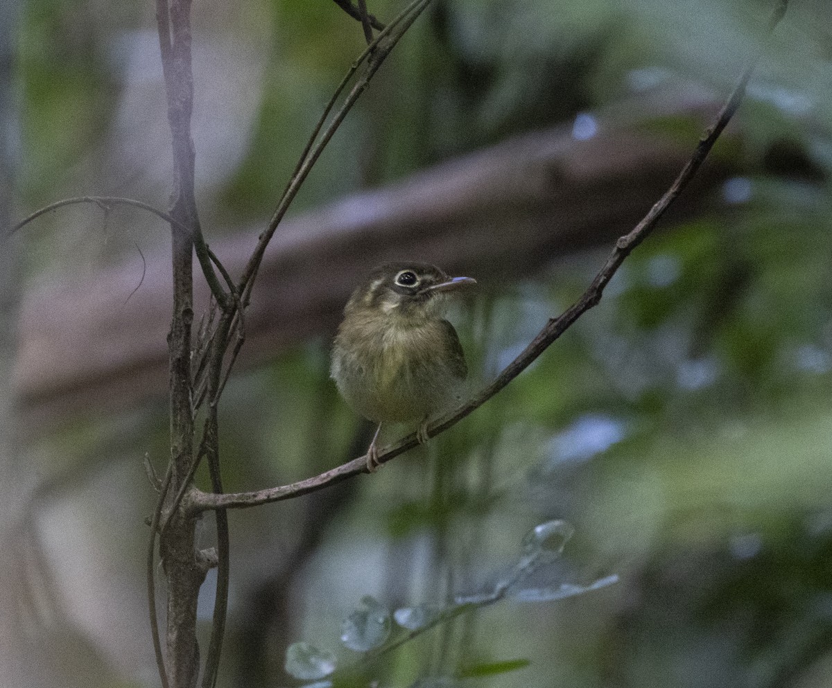 Russet-winged Spadebill - ML642935423