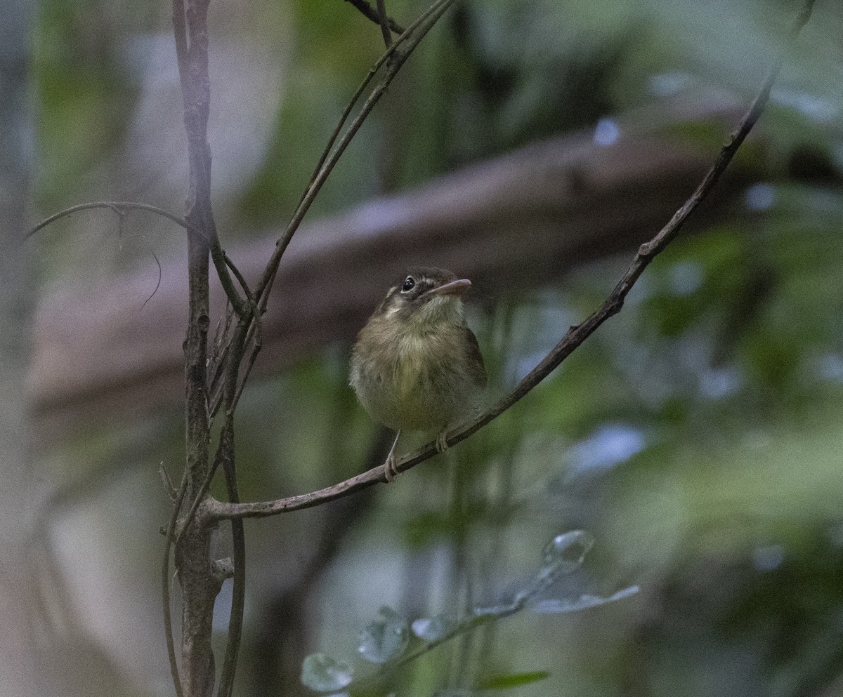 Russet-winged Spadebill - ML642935424