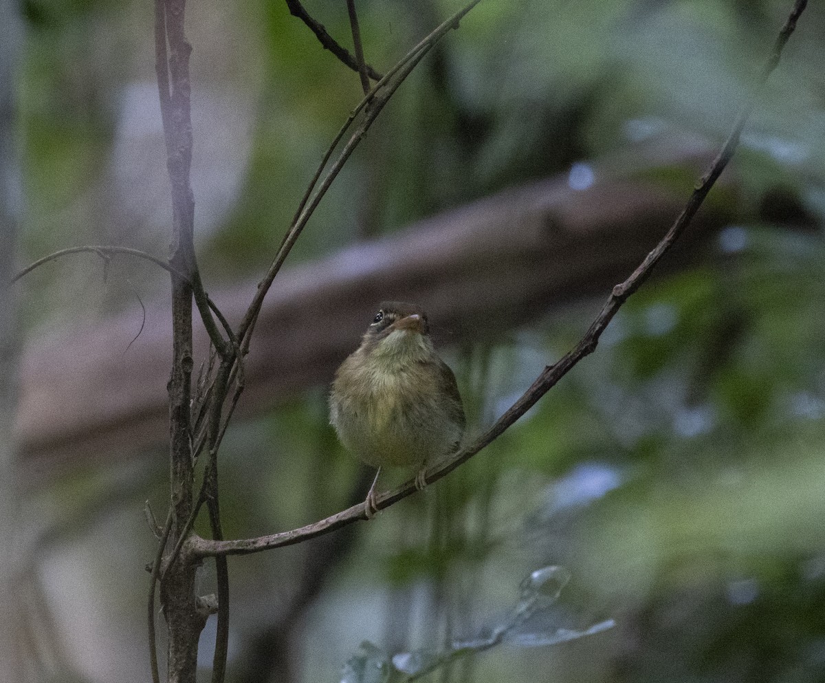 Russet-winged Spadebill - ML642935425