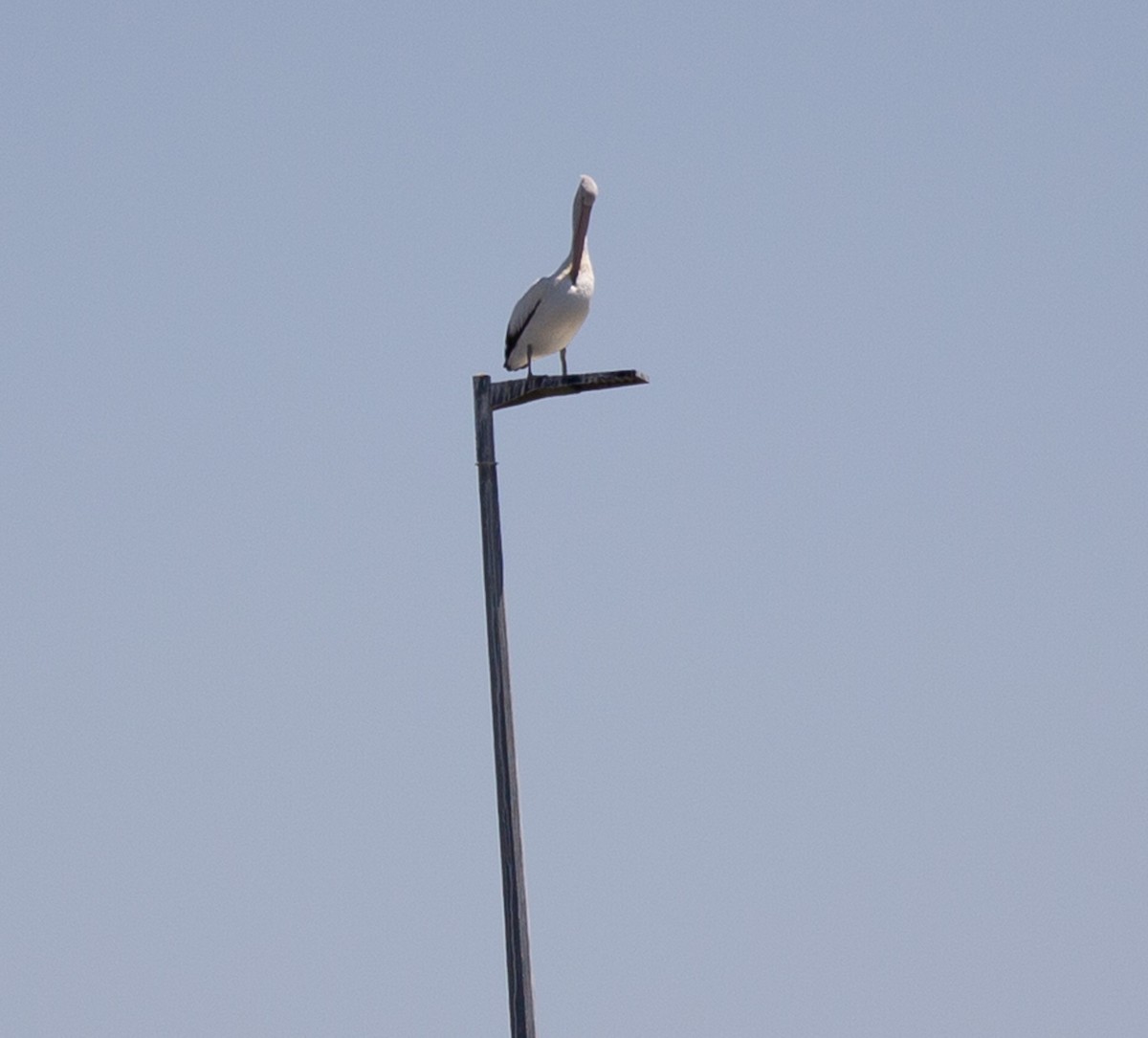 Australian Pelican - ML642935426