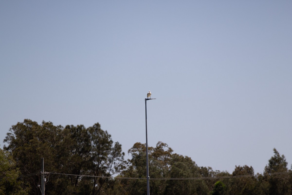 Australian Pelican - ML642935427
