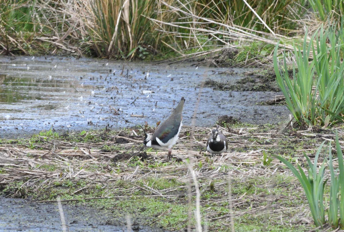 Northern Lapwing - ML642935430