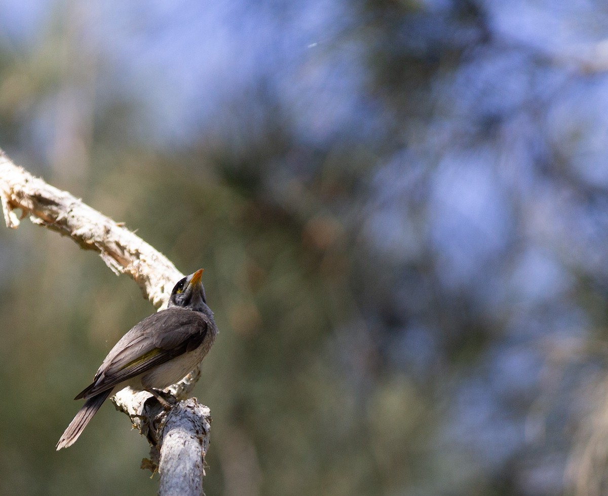 Noisy Miner - ML642935435