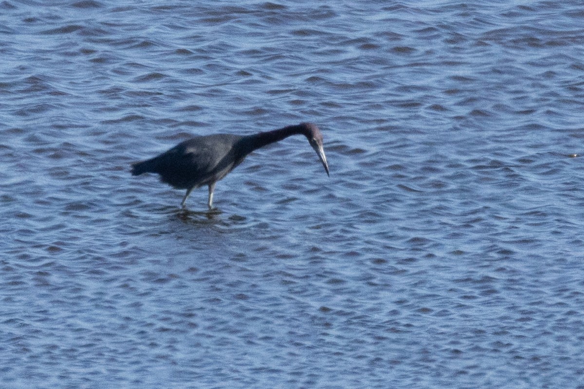 Little Blue Heron - ML642935437