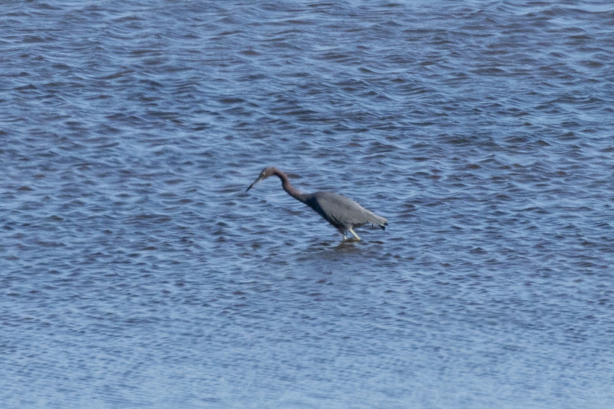 Little Blue Heron - ML642935438