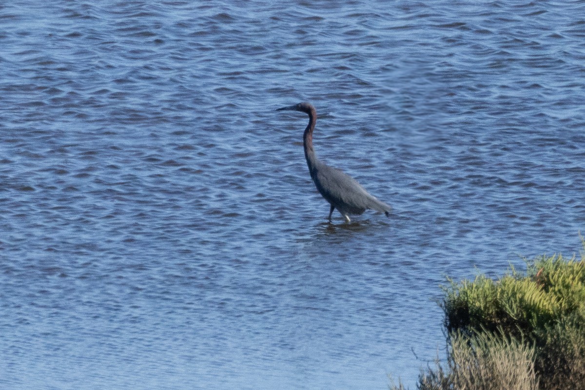 Little Blue Heron - ML642935439