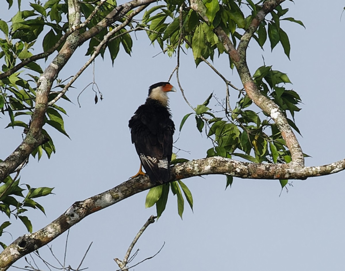Crested Caracara - ML642935447