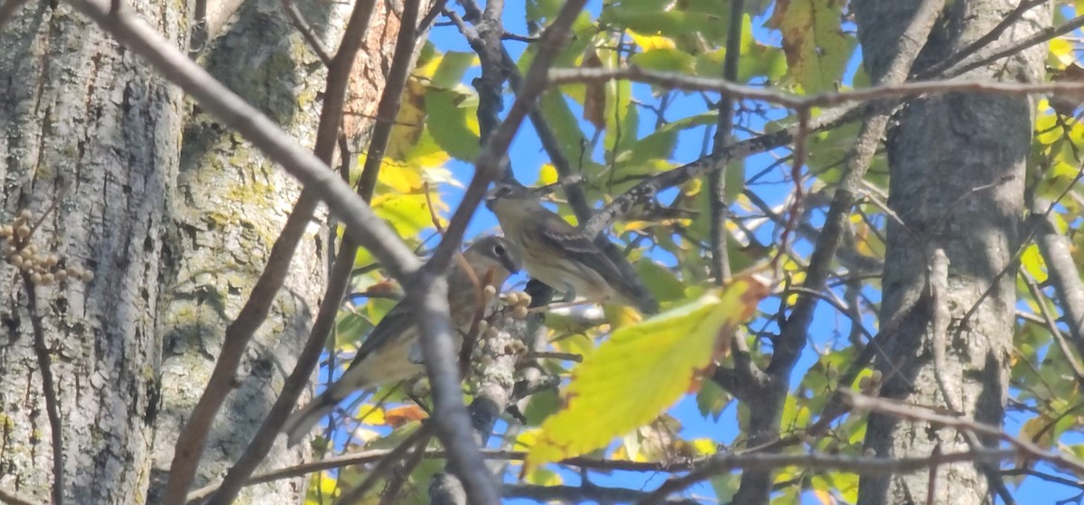Yellow-rumped Warbler - ML642935451