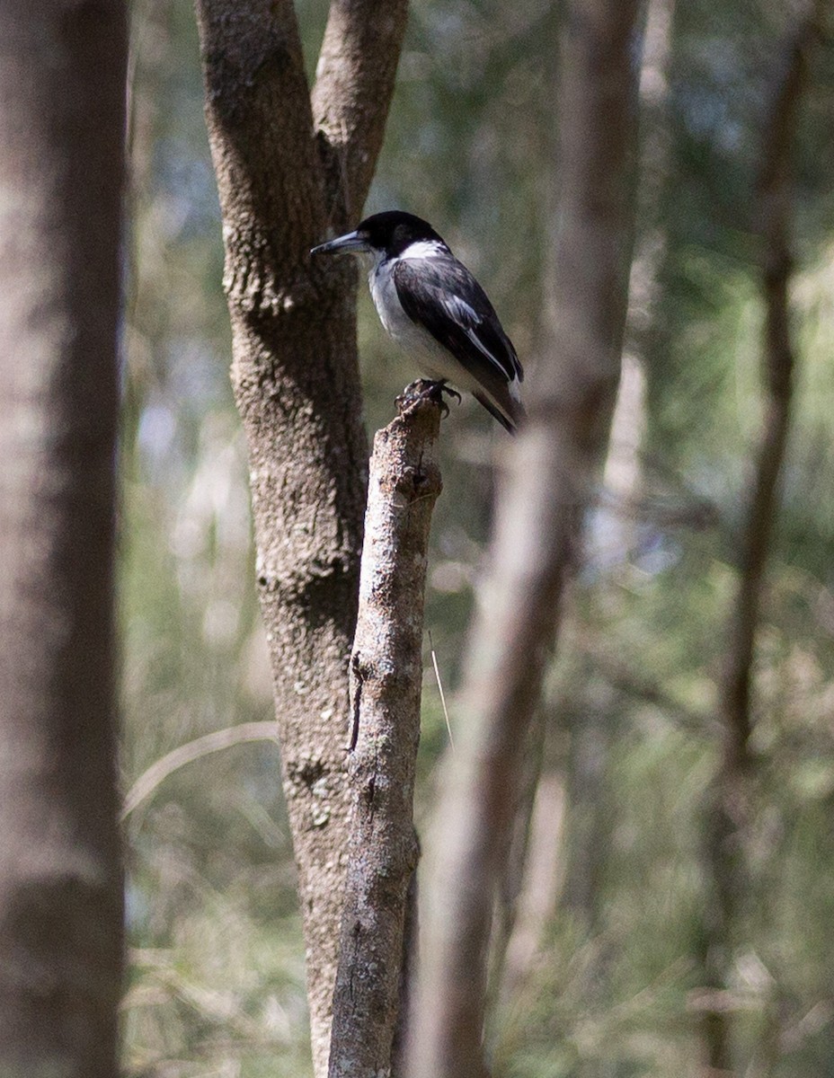 Gray Butcherbird - ML642935453