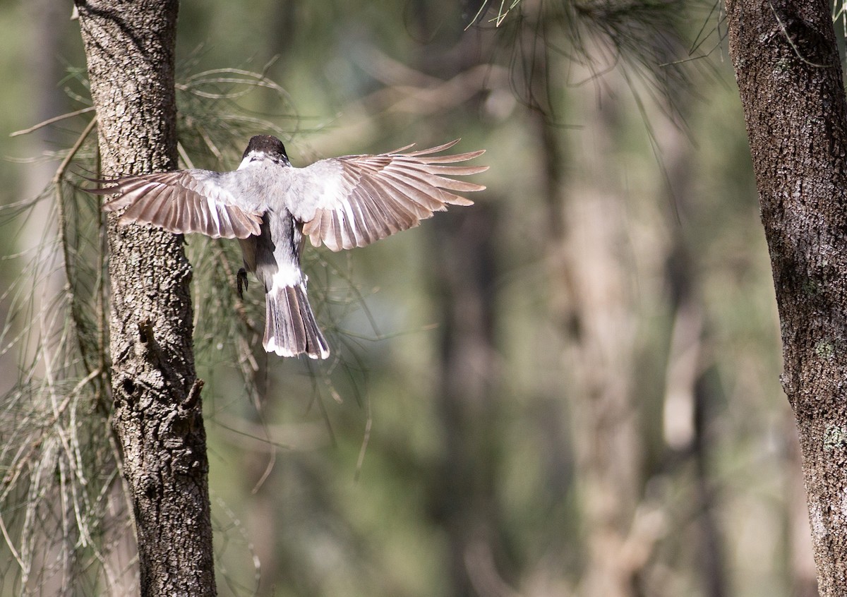 Gray Butcherbird - ML642935454