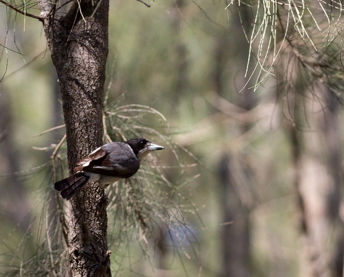 Gray Butcherbird - ML642935455