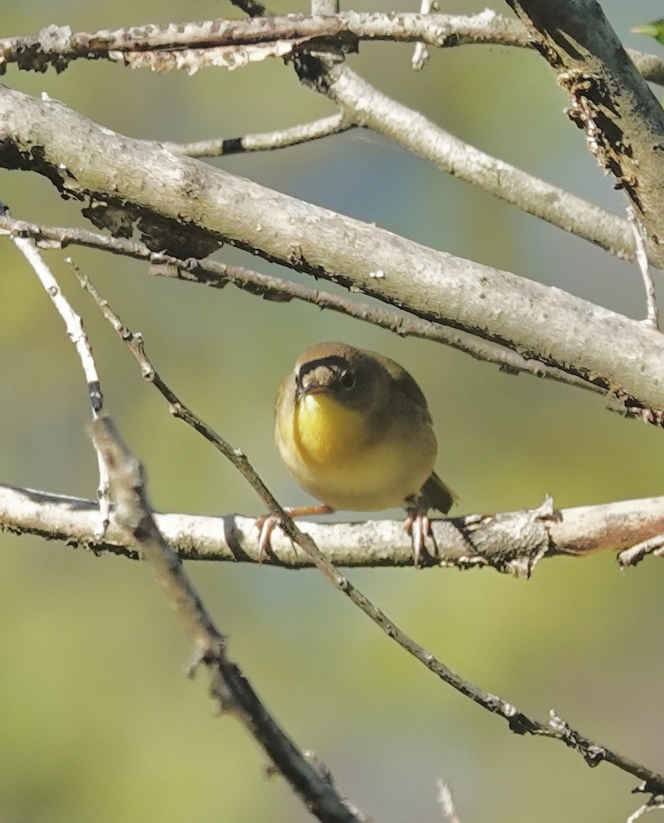 Common Yellowthroat - ML642935457
