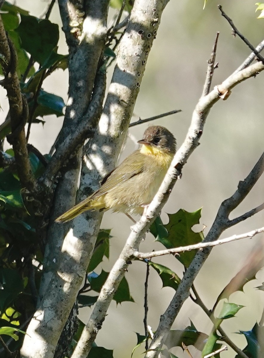Common Yellowthroat - ML642935458