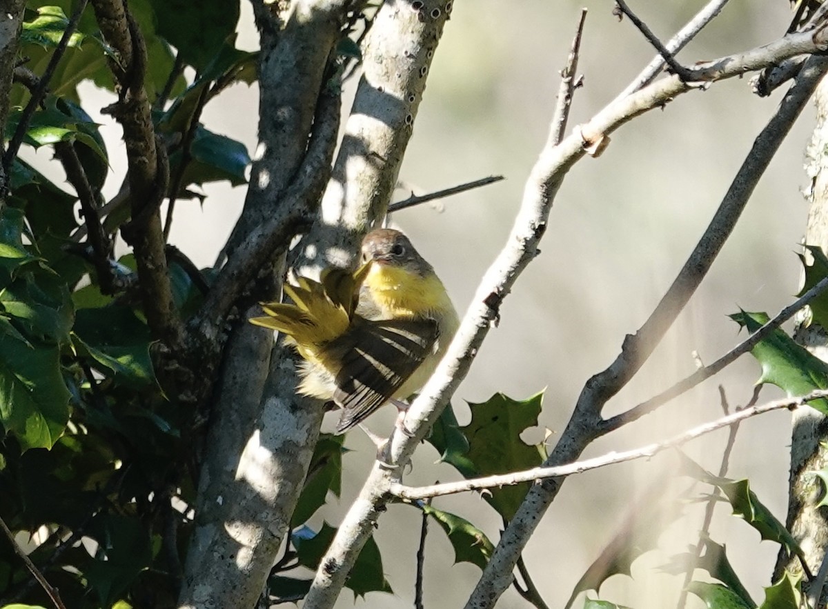 Common Yellowthroat - ML642935459