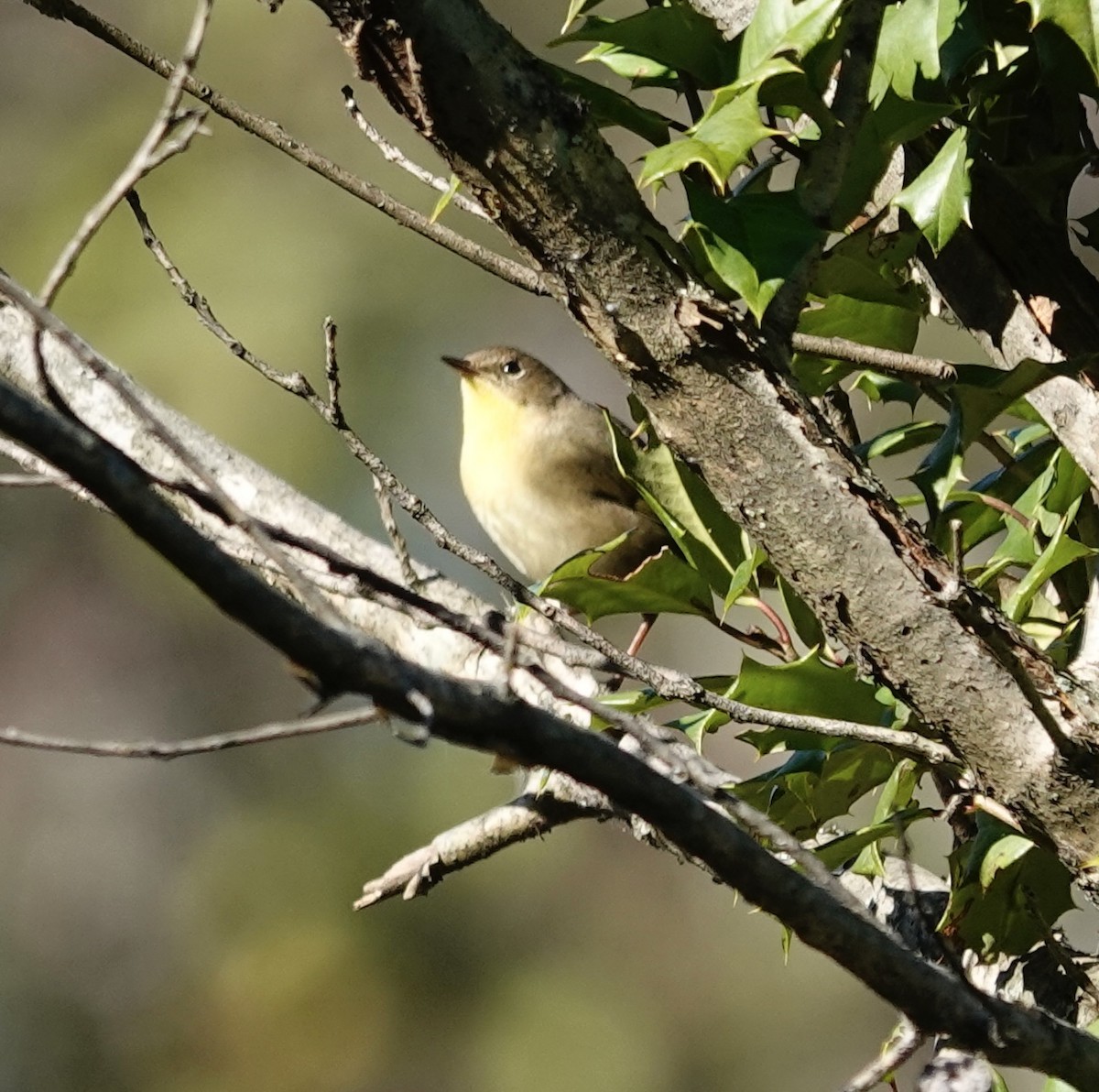 Common Yellowthroat - ML642935460