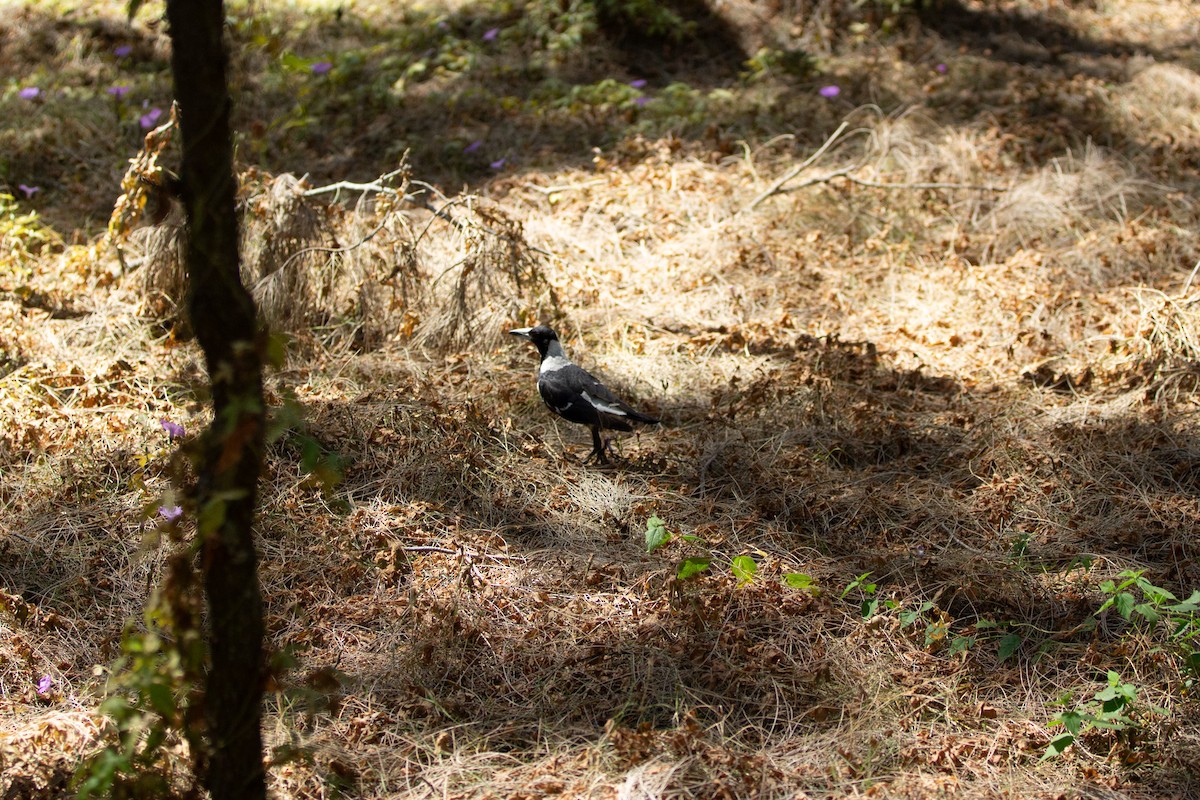 Australian Magpie - ML642935464