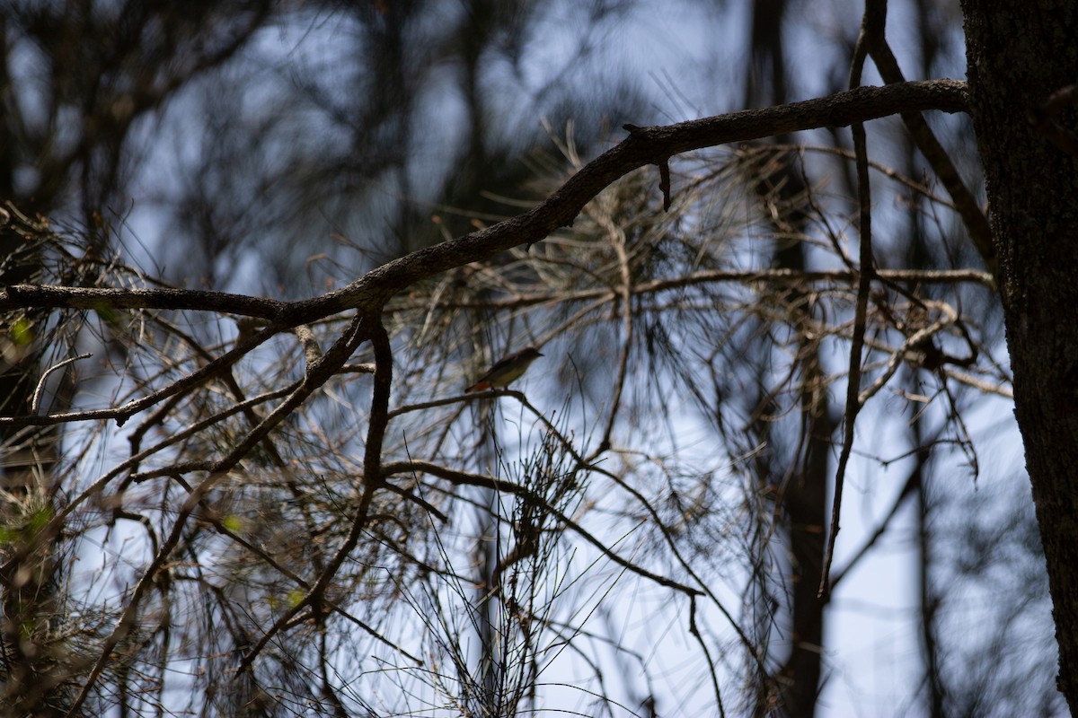 Mistletoebird - ML642935475