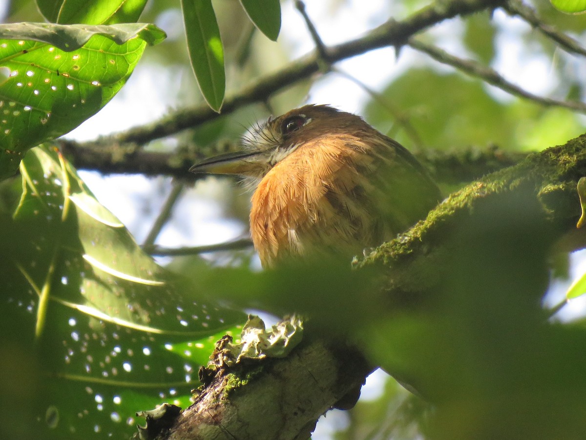 Moustached Puffbird - ML642935481
